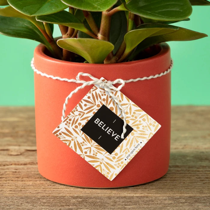 Red pot with a green plant and a 'BELIEVE' tag on a wooden surface.